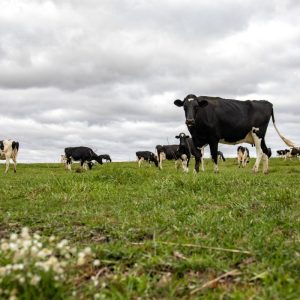 Despite historically large milk supplies, dairy markets have improved, supported by export strength and a major shift in demand toward dairy proteins.