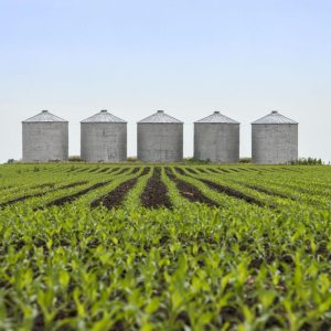 Crop markets are focused on weather following a lackluster world agricultural supply and demand report from USDA. (Photo by Catrina Rawson of FarmWeek)
