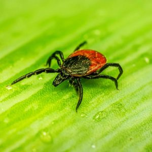 Several species of ticks capable of spreading tick-borne diseases are spreading across Illinois. (Photo courtesy of Binghamton University)